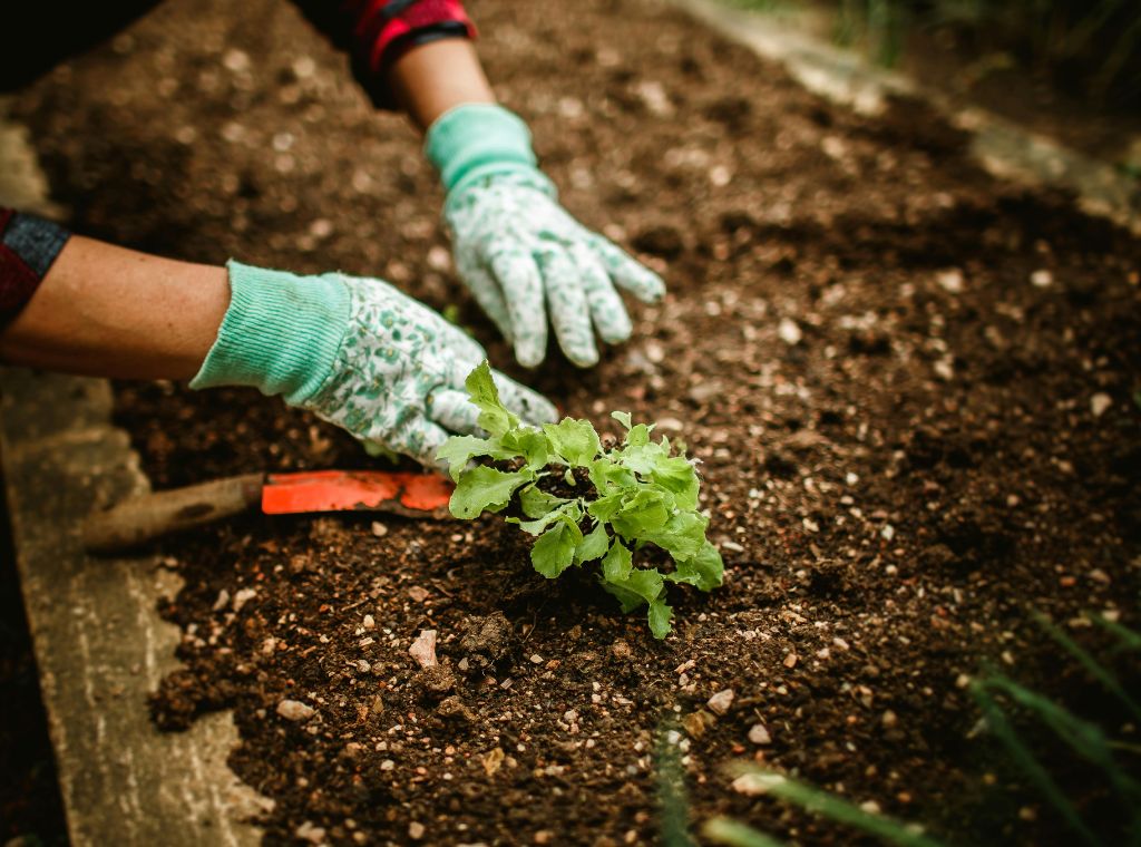 Professioneller Heckenschnitt